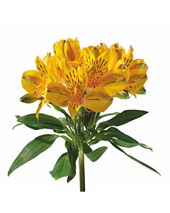 Azulejo Asper Lirium A 20 x 20 Cm.