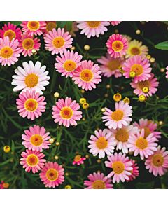 Azulejo Asper Margaritas 20 x 20 Cm.