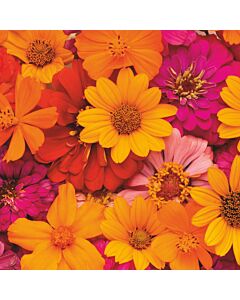 Azulejo Asper Yerbera 10 x 10 Cm.