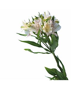 Azulejo Asper Lirium B 10 x 10 Cm.