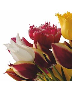 Azulejo Asper Pimollos 10 x 10 Cm.