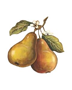 Encastrable Kartesanias (1604) Peras Hojas 30x30