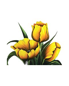 Encastrable Kartesanias (1640) Tulipanes Amarillos 30x50